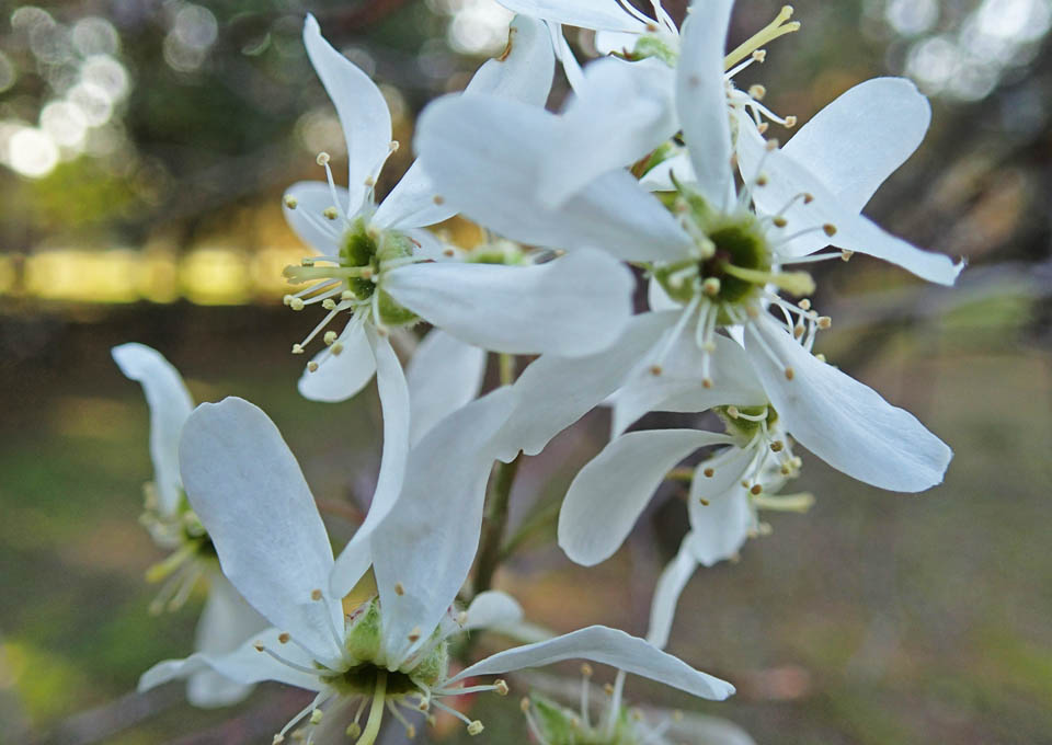 ジューンベリー（西洋ザイフリボク）の白い花