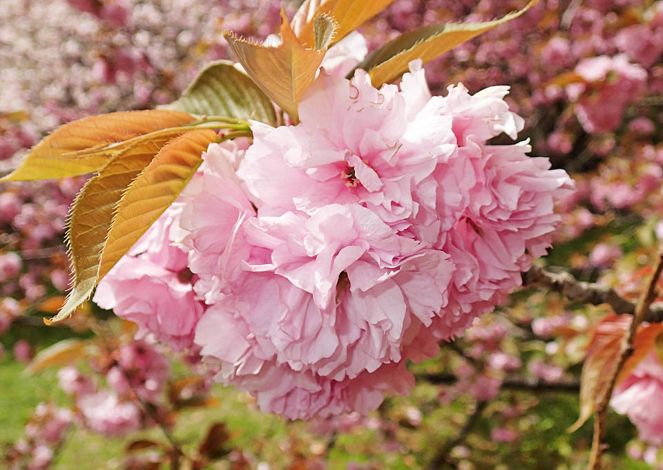 満開の里桜