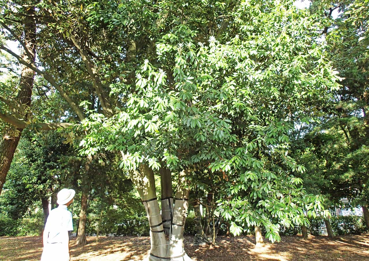 シリブカガシの木