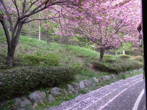 4月19日の時点では桜の花がまだ残っていました。