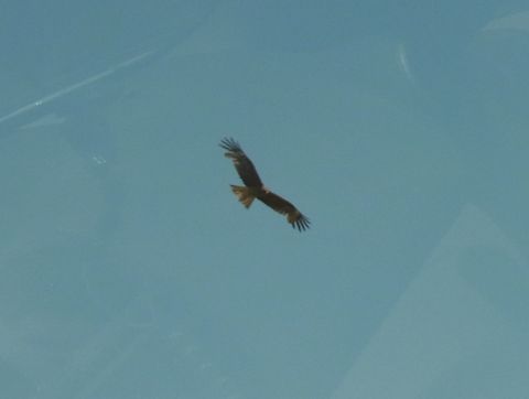 渡良瀬遊水地の近くを飛ぶトンビ