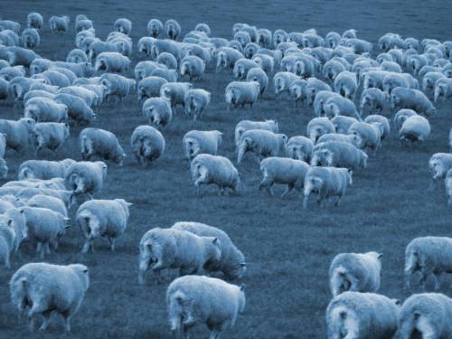 compter les moutons2