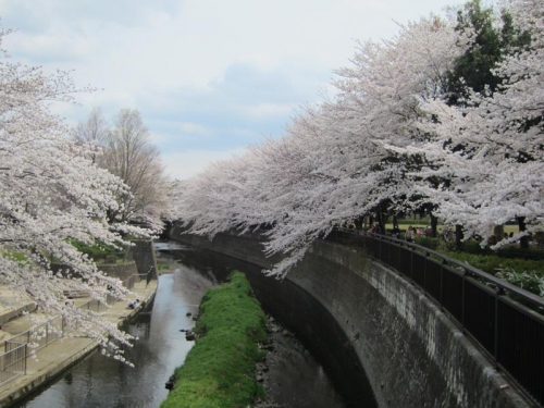 2014祖師谷公園の桜①