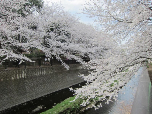 2014祖師谷公園の桜②