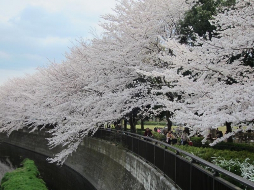 2014祖師谷公園の桜⑤