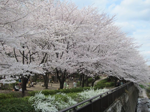 2014祖師谷公園の桜⑦