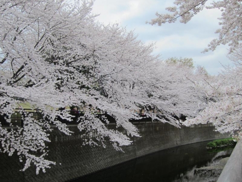 2014祖師谷公園の桜⑧