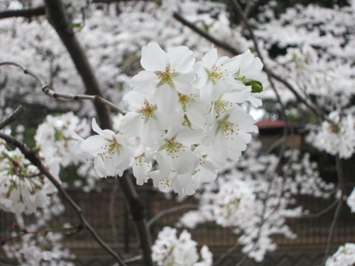 2014祖師谷公園の桜⑨