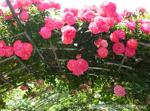 冠山総合公園バラ祭り＆想・創まつり