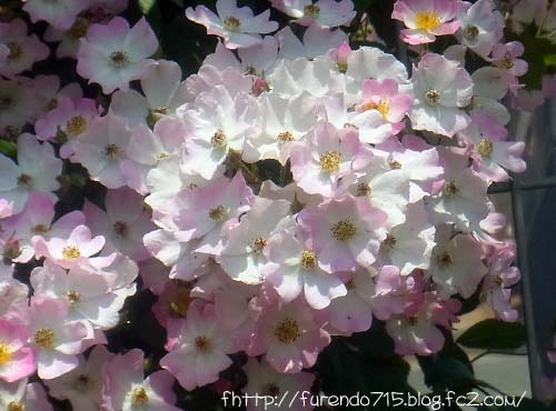 冠山総合公園バラ祭り＆想・創まつり
