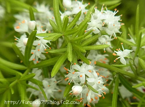 アスパラガス・スプレンゲリーの花