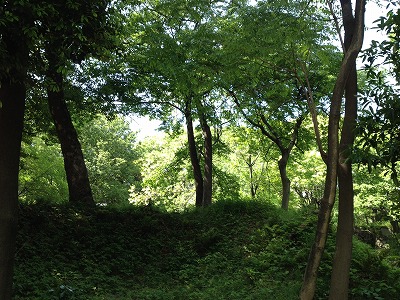 forest2.jpg