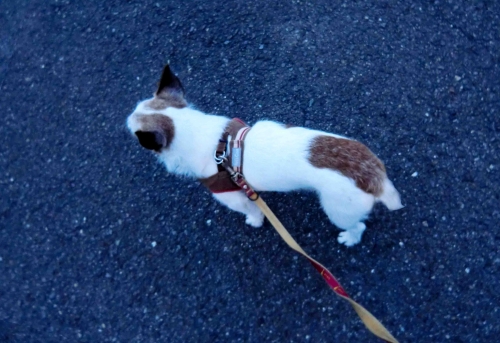 朝の散歩では殆ど尾を上げることのない、我が家の愛犬(ジャック･ラッセル･テリアの銀）