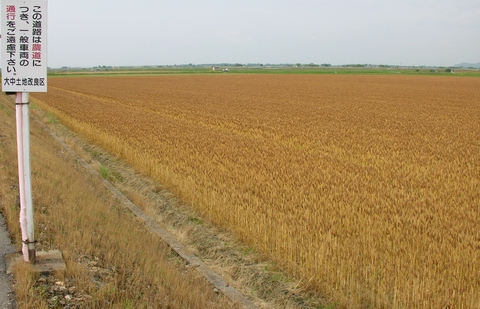 大中の広い農場は一面の麦畑