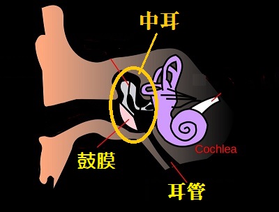 中耳と耳管