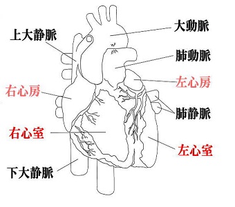 心臓 心室と心房