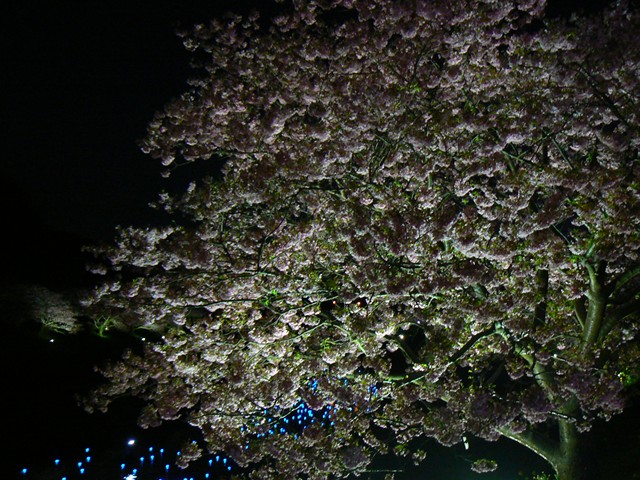 夜桜☆流れ星９