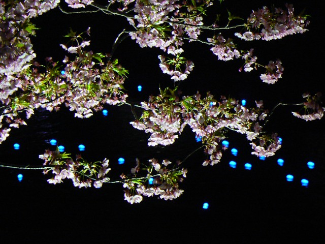 夜桜☆流れ星１０