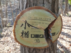tree-tag 01