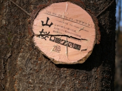 tree-tag 02
