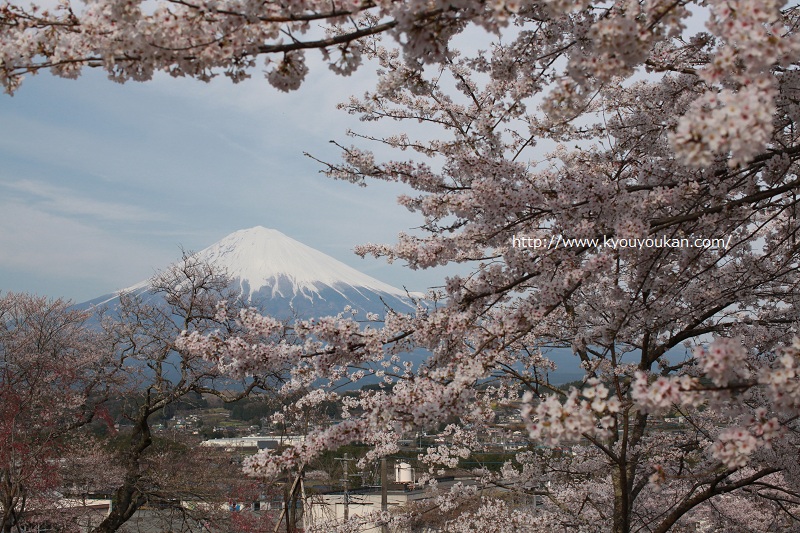 興徳寺　桜　富士山