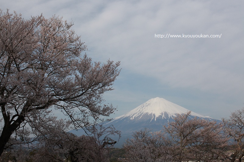 興徳寺　桜　富士山