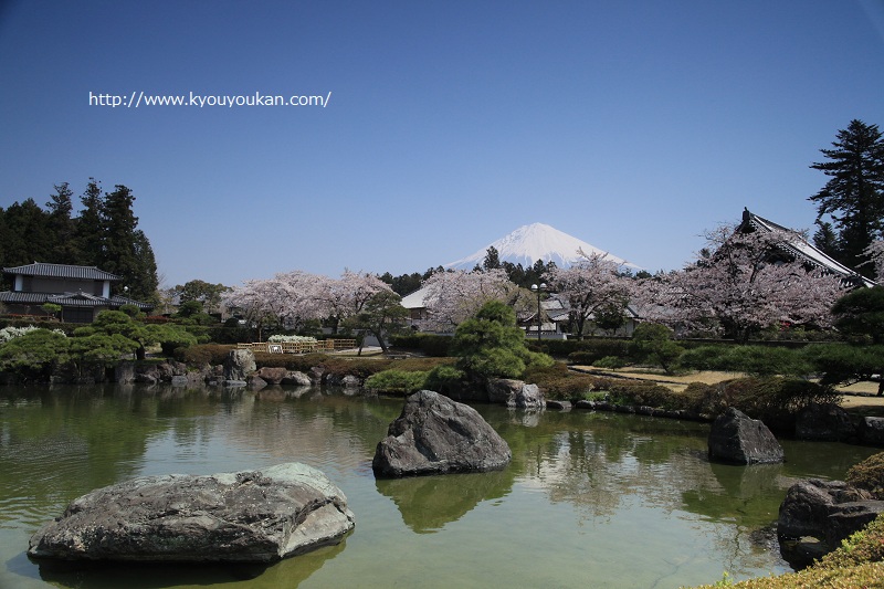 富士山と桜　大石寺庭園