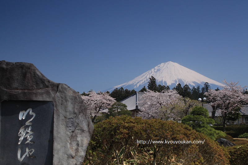 大石寺　法祥園　富士山と桜