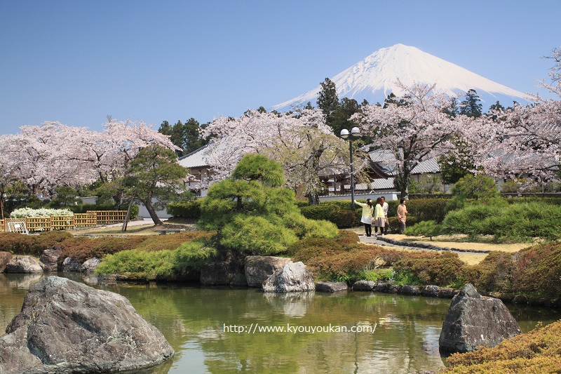 富士山と桜　大石寺庭園