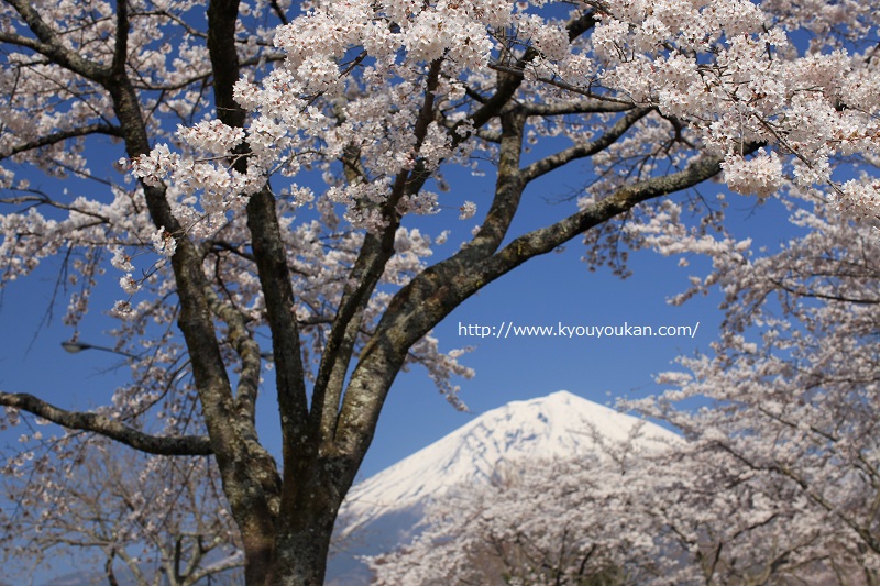 富士桜自然墓地公園　富士山と桜