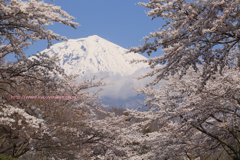 富士桜自然墓地公園　富士山と桜
