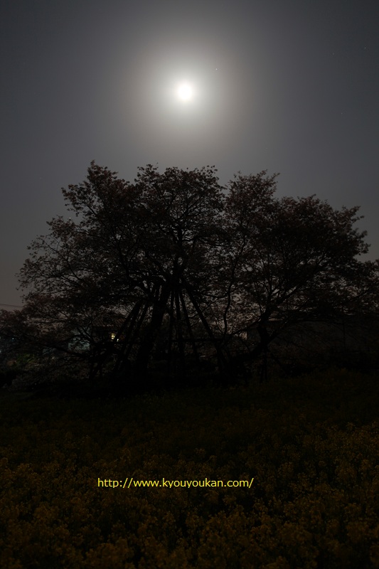狩宿の下馬桜　駒止の桜　満月の夜桜