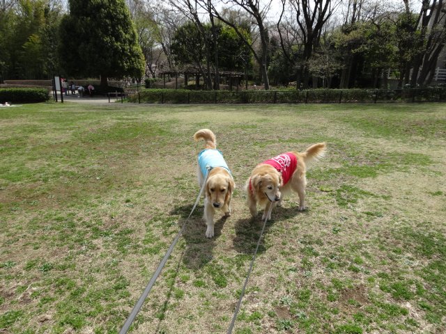 東高根森林公園　桜　2014-4-1 002