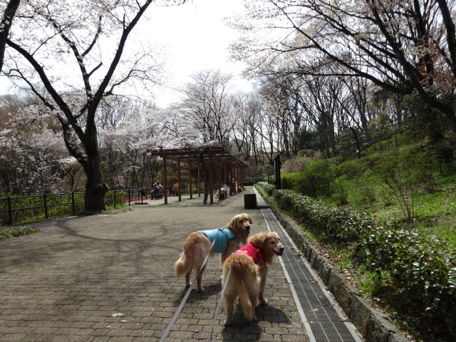 東高根森林公園　桜　2014-4-1 004