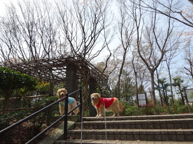 東高根森林公園　桜　2014-4-1 006