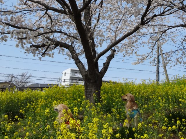 東高根森林公園　桜　2014-4-1 013