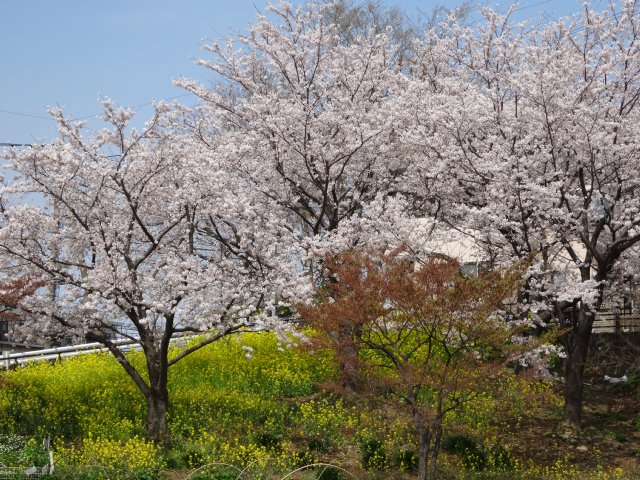 東高根森林公園　桜　2014-4-1 014