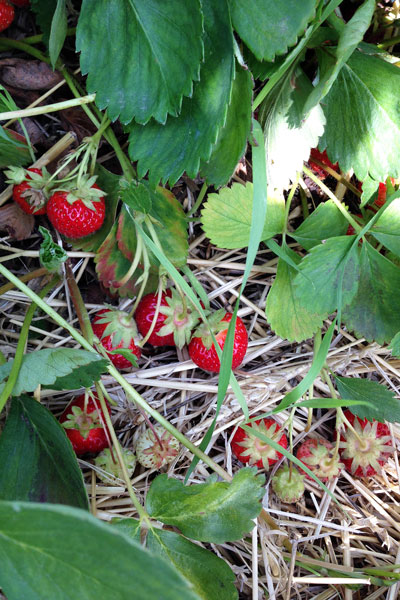 strawberry picking 2014-06-29
