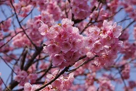 秋葉公園桜２３日４
