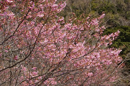 秋葉公園桜２３日５
