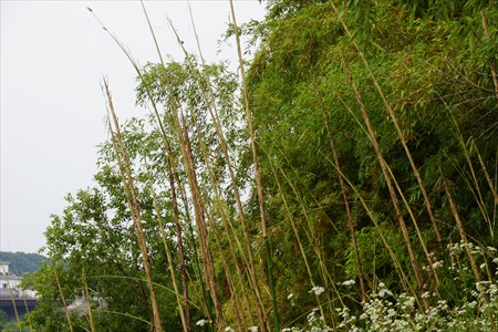ねむの木と竹５