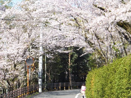 諏訪公園桜４