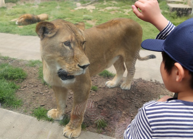 ライオンと子供