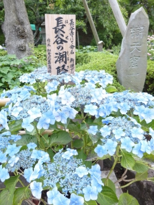 長谷寺28