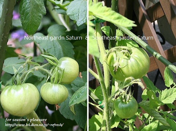 2014_6_20-tomato-08n.jpg