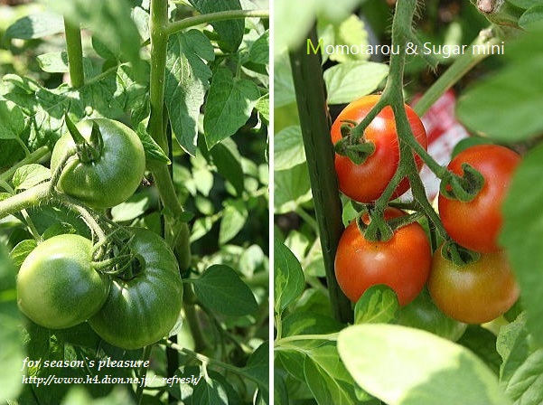 2014_6_20-tomato-10n-1.jpg