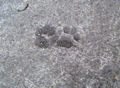 コンクリ　猫の足跡