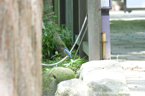 カワセミ