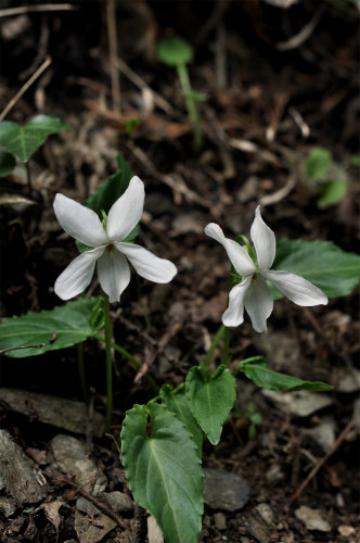 ナガバノスミレサイシン　白花