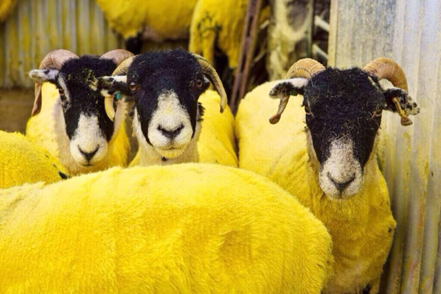 yellow_sheep_01.jpg